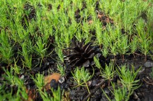 This is from a walk through a 2005 fire one year later - tens of thousands of jack pine seedlings per hectare, naturally regenerated following wildfire (pine cone is about 5-7 cm or 2-3 inches long).