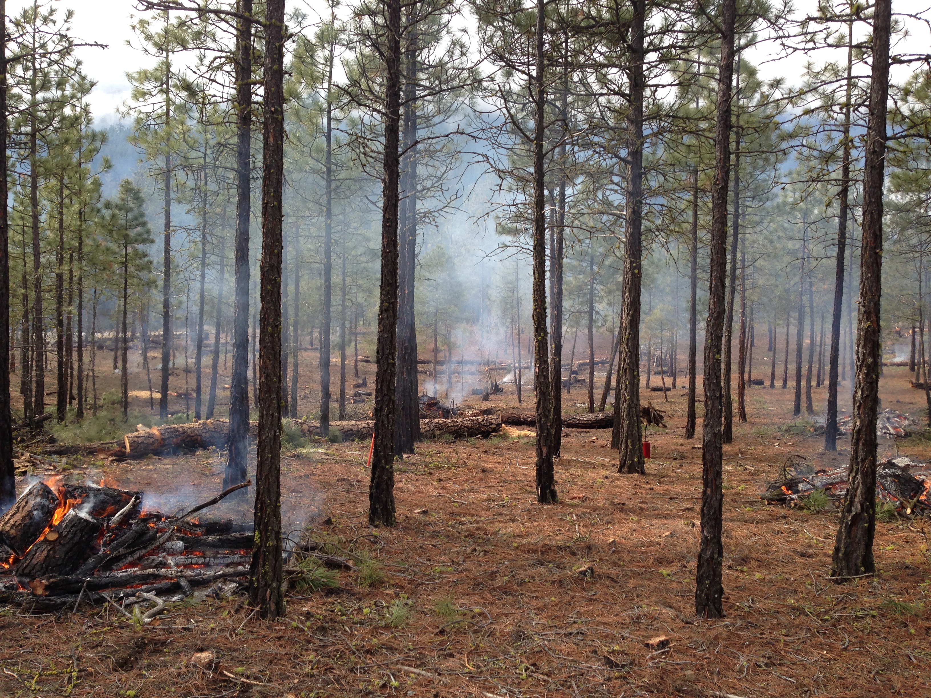 FNESS fuel trt - Titet-Treated_2016